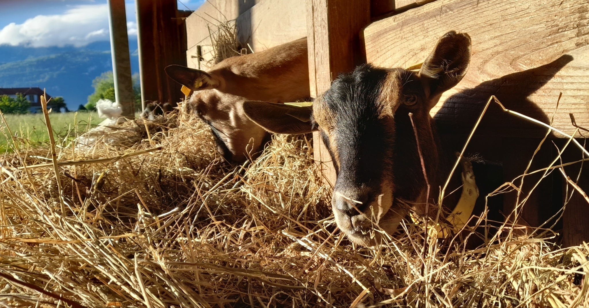 PAiT Grenoble | Ferme ouverte à la Ferme de Galerne