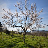 PAiT Grenoble | Atelier-découverte « Taille des arbres fruitiers »