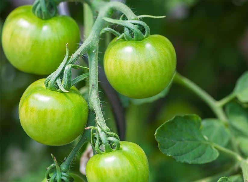 PAiT Grenoble | Apéro d’ouverture : chutney tomates vertes et projection-débat sur la transition alimentaire