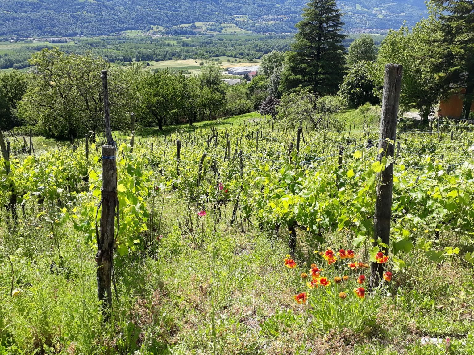 PAiT Grenoble | Apéro dans les vignes