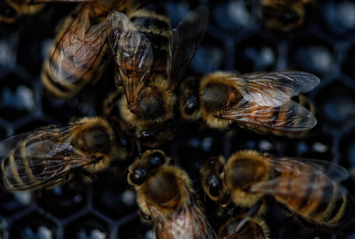 PAiT Grenoble | De l’abeille à l’assiette !