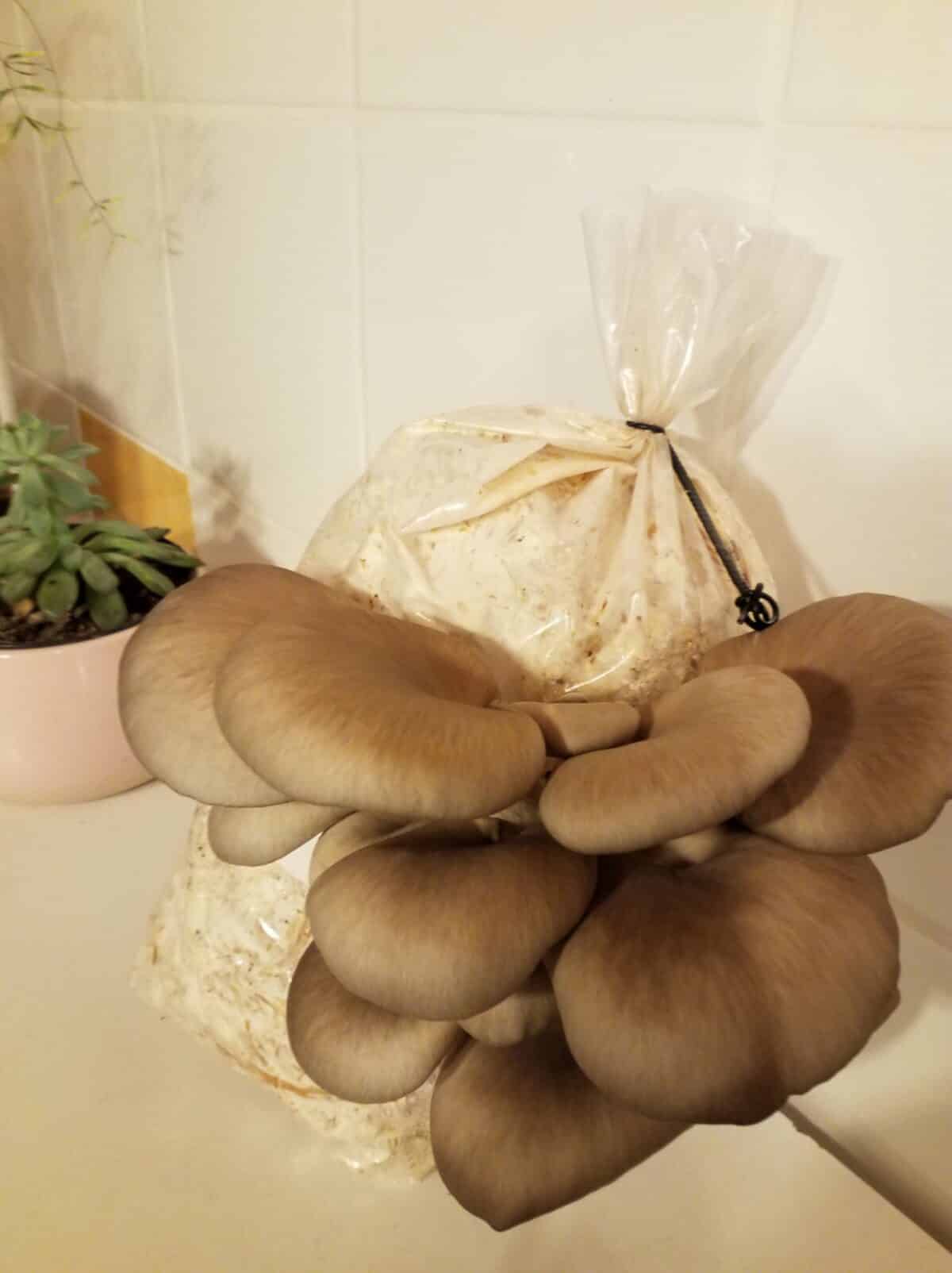 PAiT Grenoble | Initiation à la production de champignons