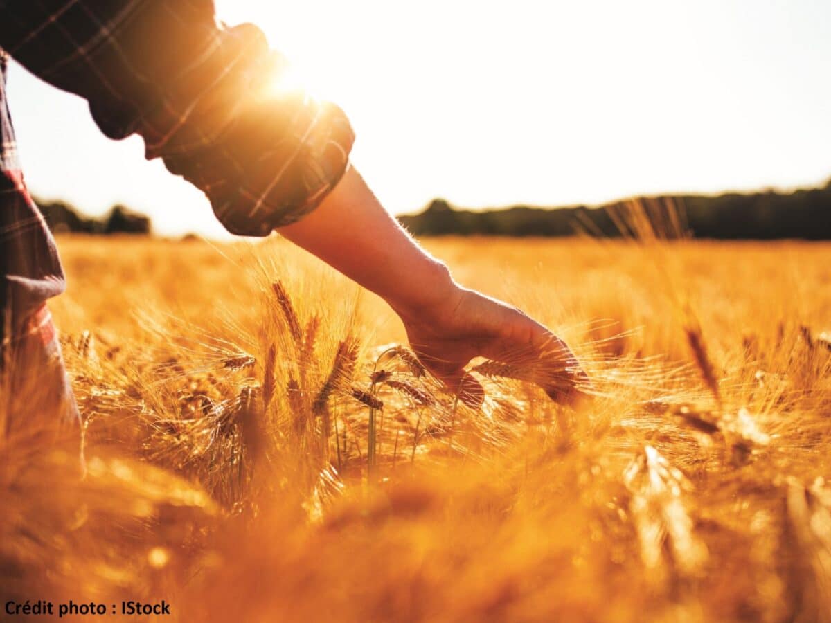 PAiT Grenoble | « Racine et Résilience : l’agriculture iséroise face aux défis du temps »