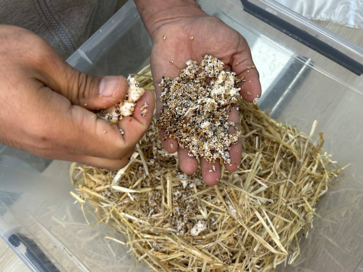 PAiT Grenoble | Initiation à la production de champignons