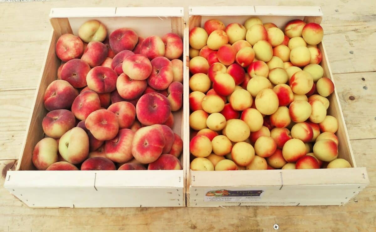 PAiT Grenoble | Portes ouvertes – Distribution de paniers de produits locaux à Grenoble