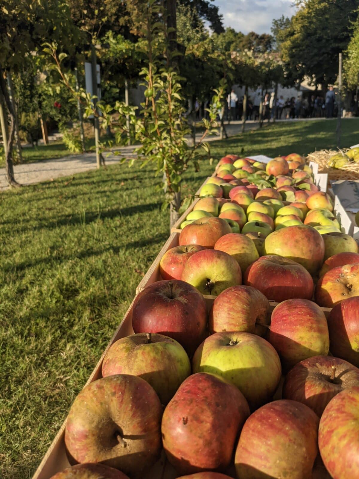 PAiT Grenoble | Fête de la Pomme