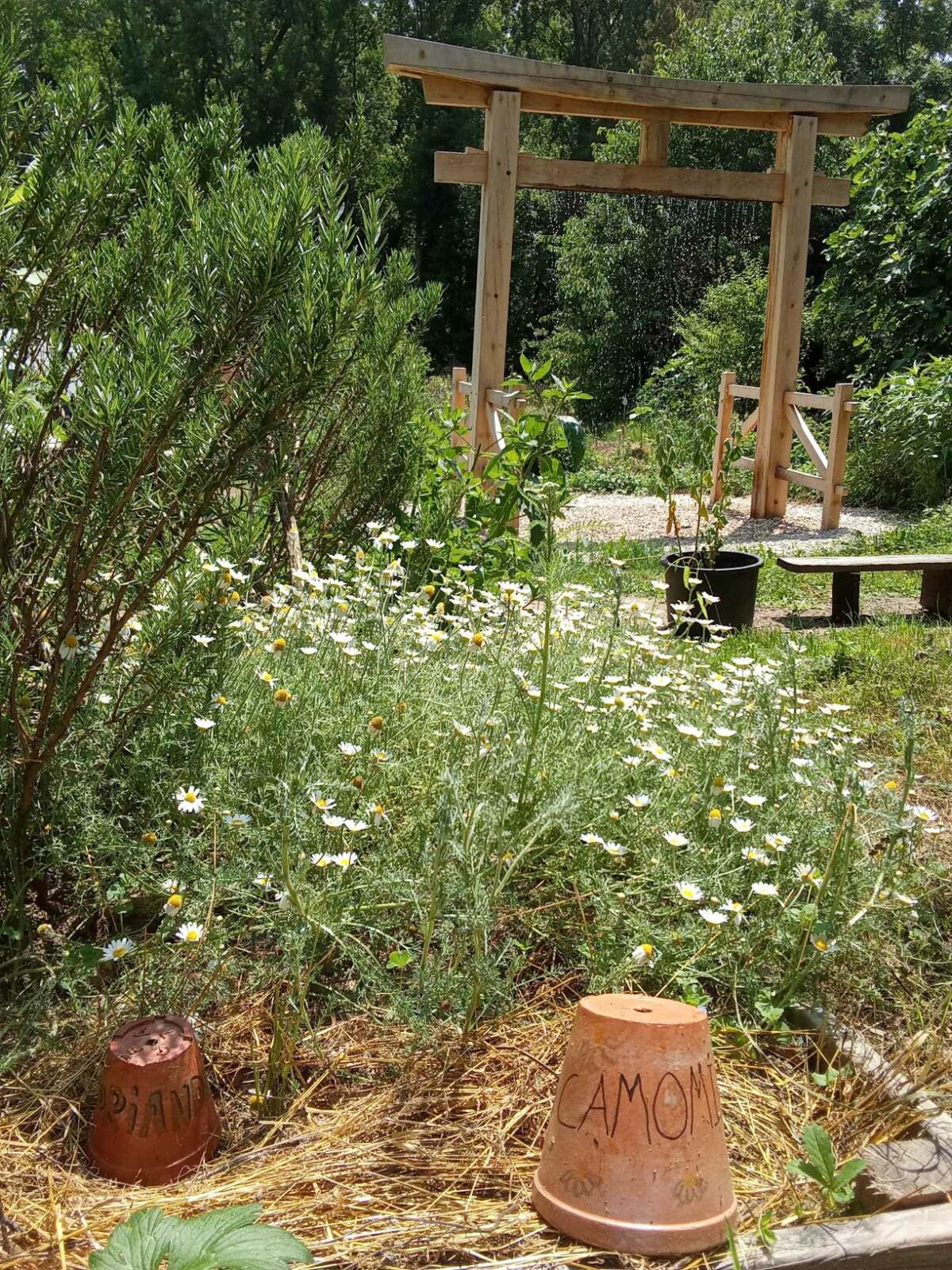 PAiT Grenoble | ATELIER PLANTES COMESTIBLES