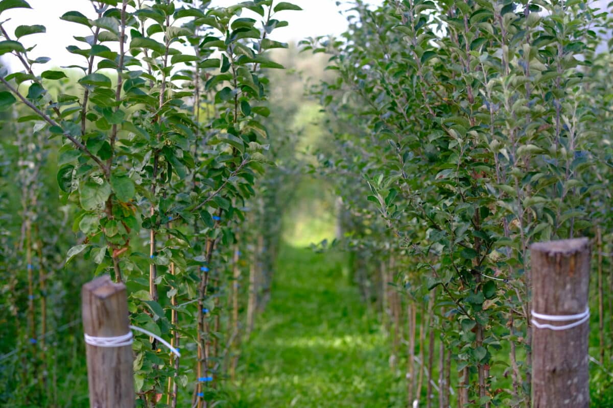 PAiT Grenoble | Porte ouverte à la Pépinière « Des Racines et Des Fruits »