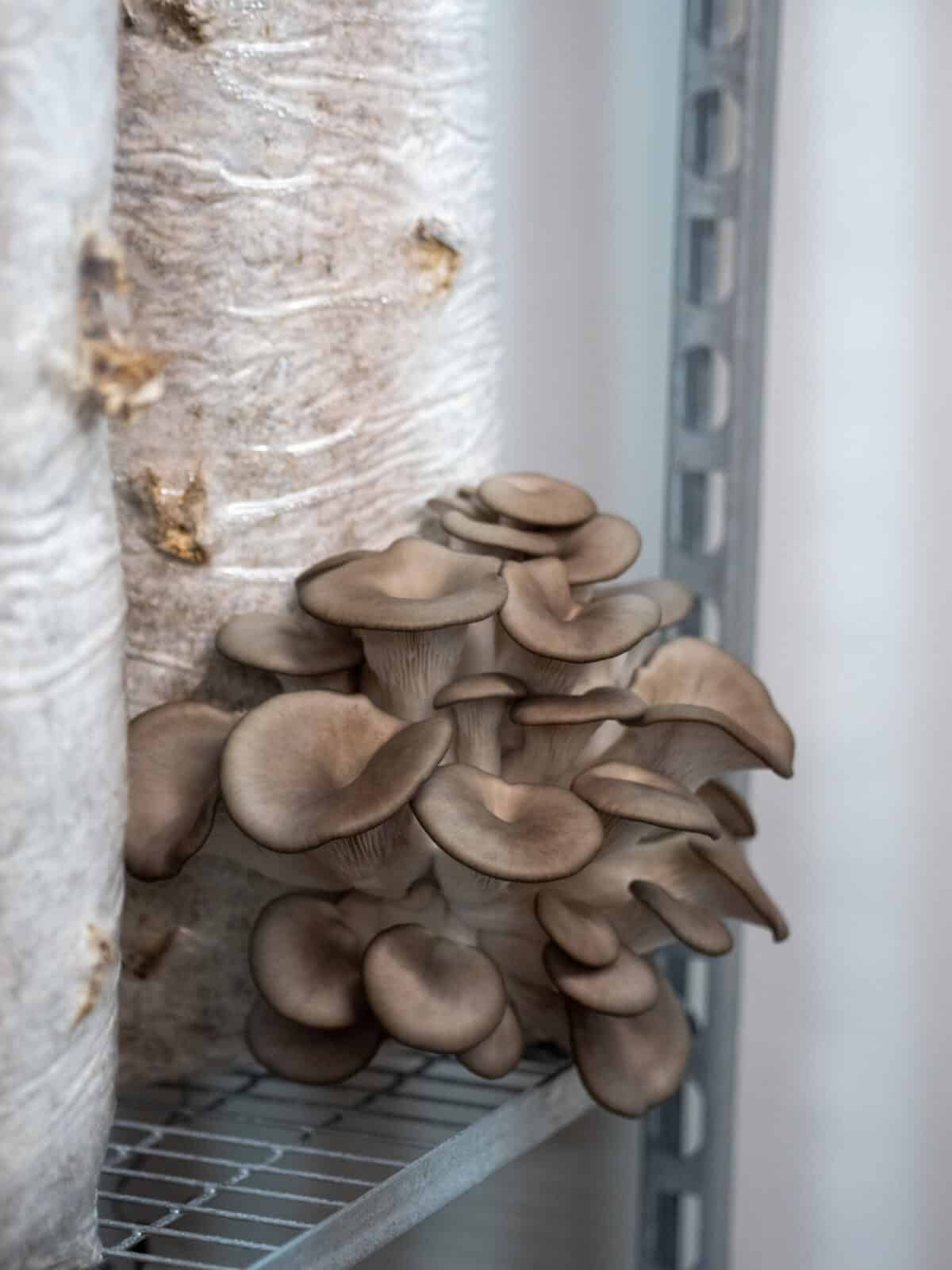 PAiT Grenoble | Initiation à la production de champignons