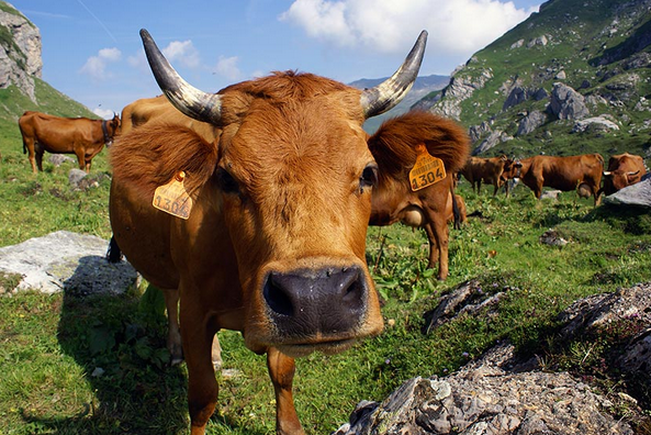 PAiT Grenoble | La descente des Alpages