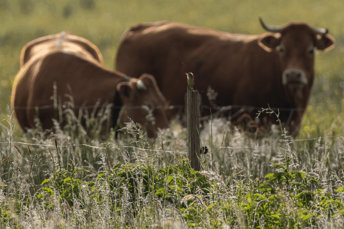 PAiT Grenoble | Soirée ciné-débat « Agriculture et biodiversité »