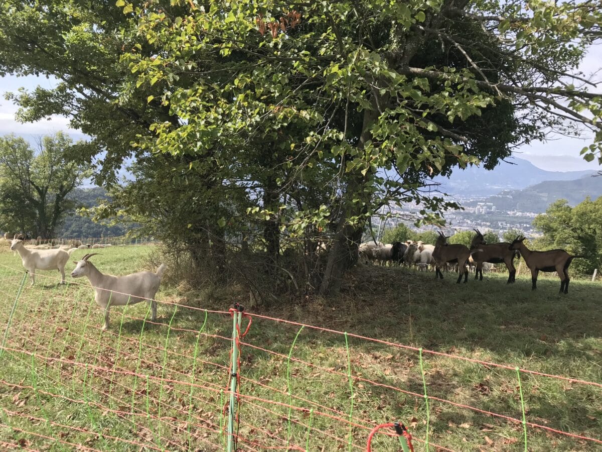 PAiT Grenoble | Sécuriser son système de pâturage grâce au pelouses sèches en préservant leur biodiversité