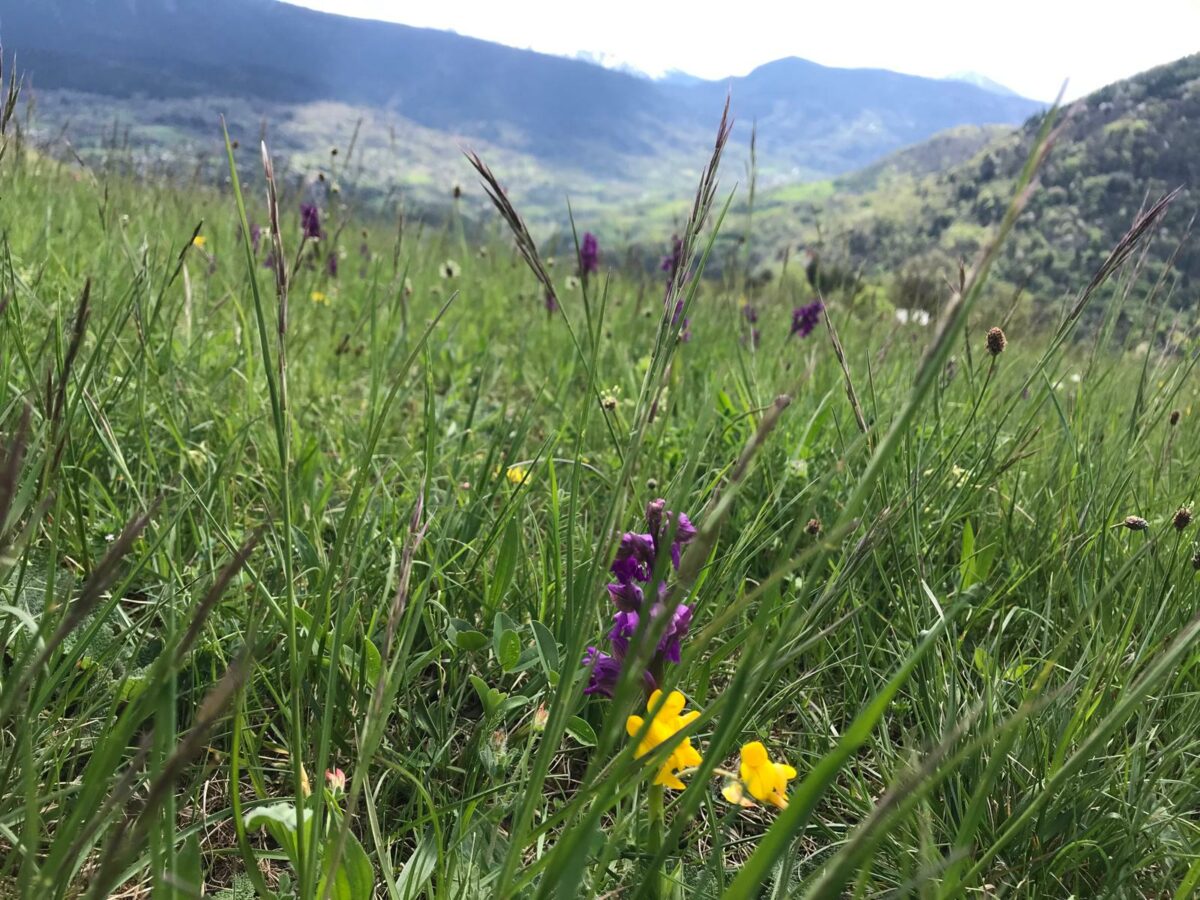PAiT Grenoble | Sécuriser son système de pâturage grâce au pelouses sèches en préservant leur biodiversité