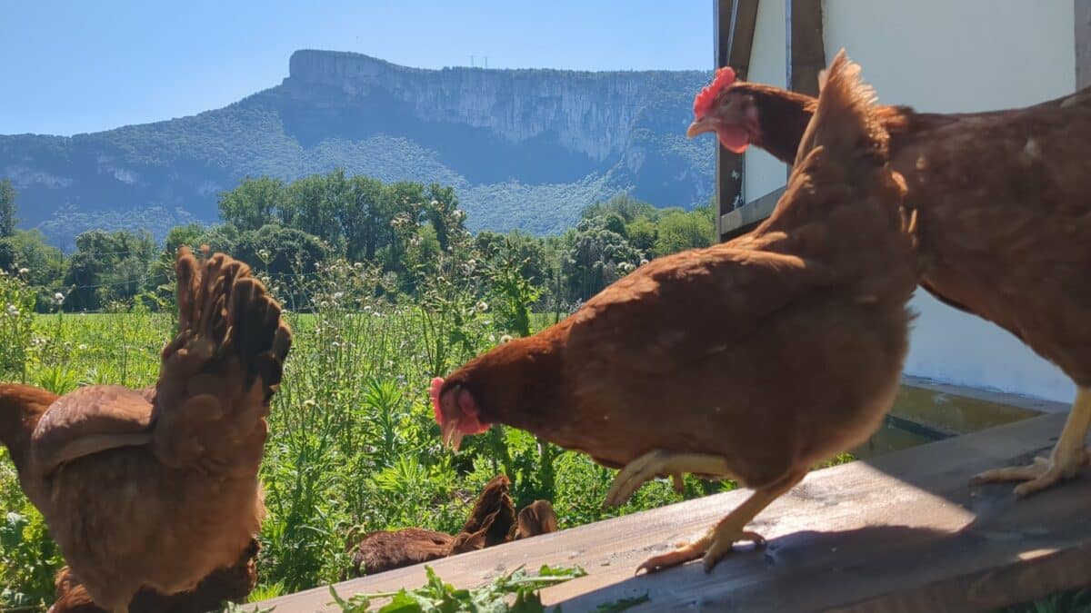 PAiT Grenoble | Ferme ouverte : Rendez visite aux animaux du verger de la forêt fruitière