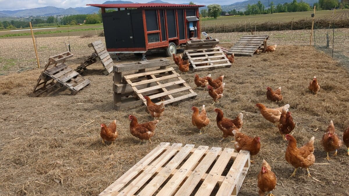 PAiT Grenoble | Ferme ouverte : Rendez visite aux animaux du verger de la forêt fruitière