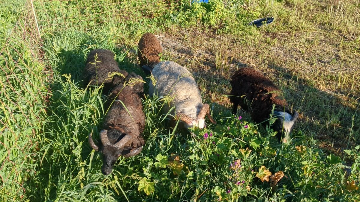PAiT Grenoble | Ferme ouverte : Rendez visite aux animaux du verger de la forêt fruitière