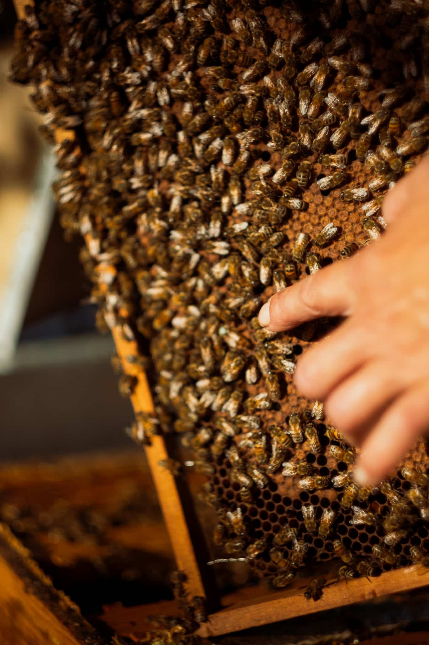 PAiT Grenoble | Atelier « à la découverte du monde des abeilles » à la Ferme Champ Chabert