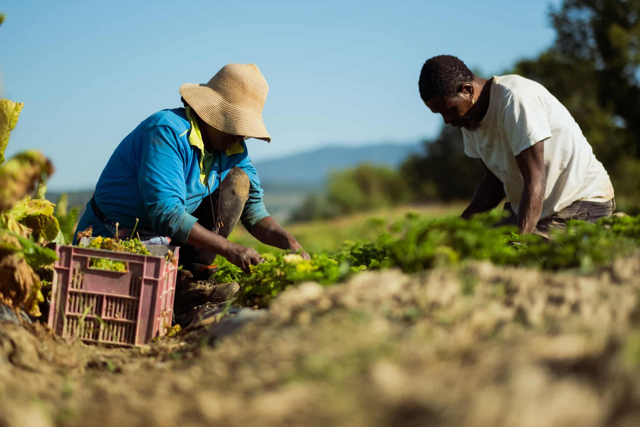 PAiT Grenoble | Ferme ouverte Les Nouveaux Jardins de la Solidarité, Nature et Saveurs de notre Jardin