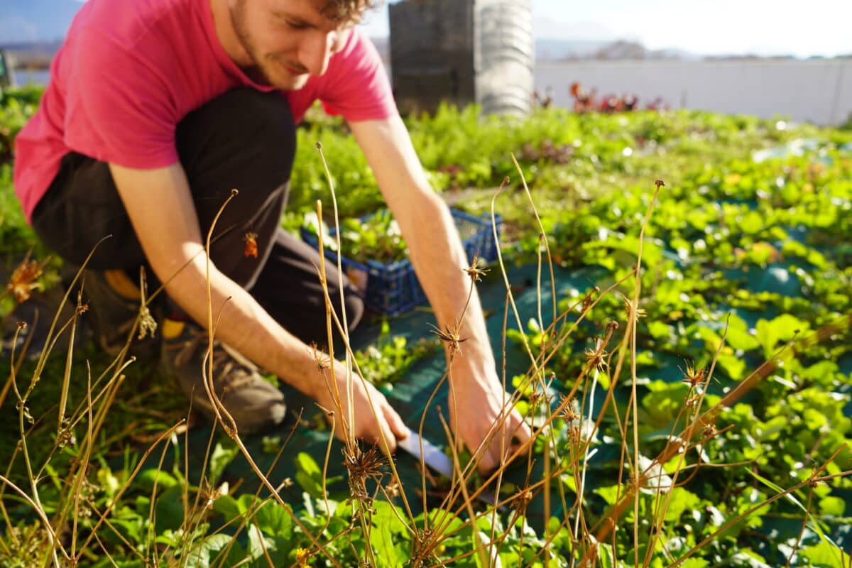 PAiT Grenoble | Permanence jardin – Micro-ferme urbaine du Bar Radis
