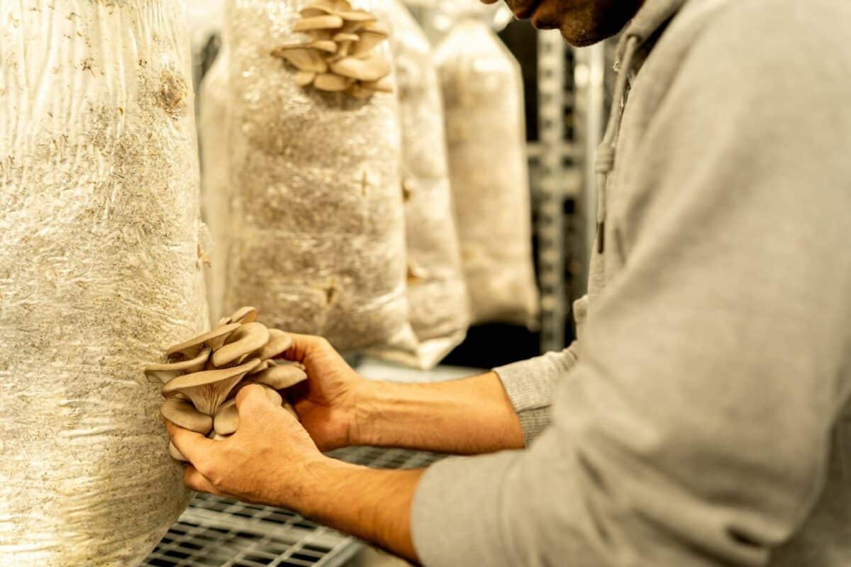 PAiT Grenoble | Initiation à la production de champignons