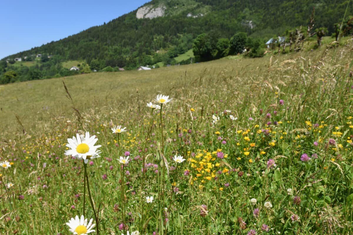 PAiT Grenoble | Fleurs, éleveurs : des prairies à l’assiette