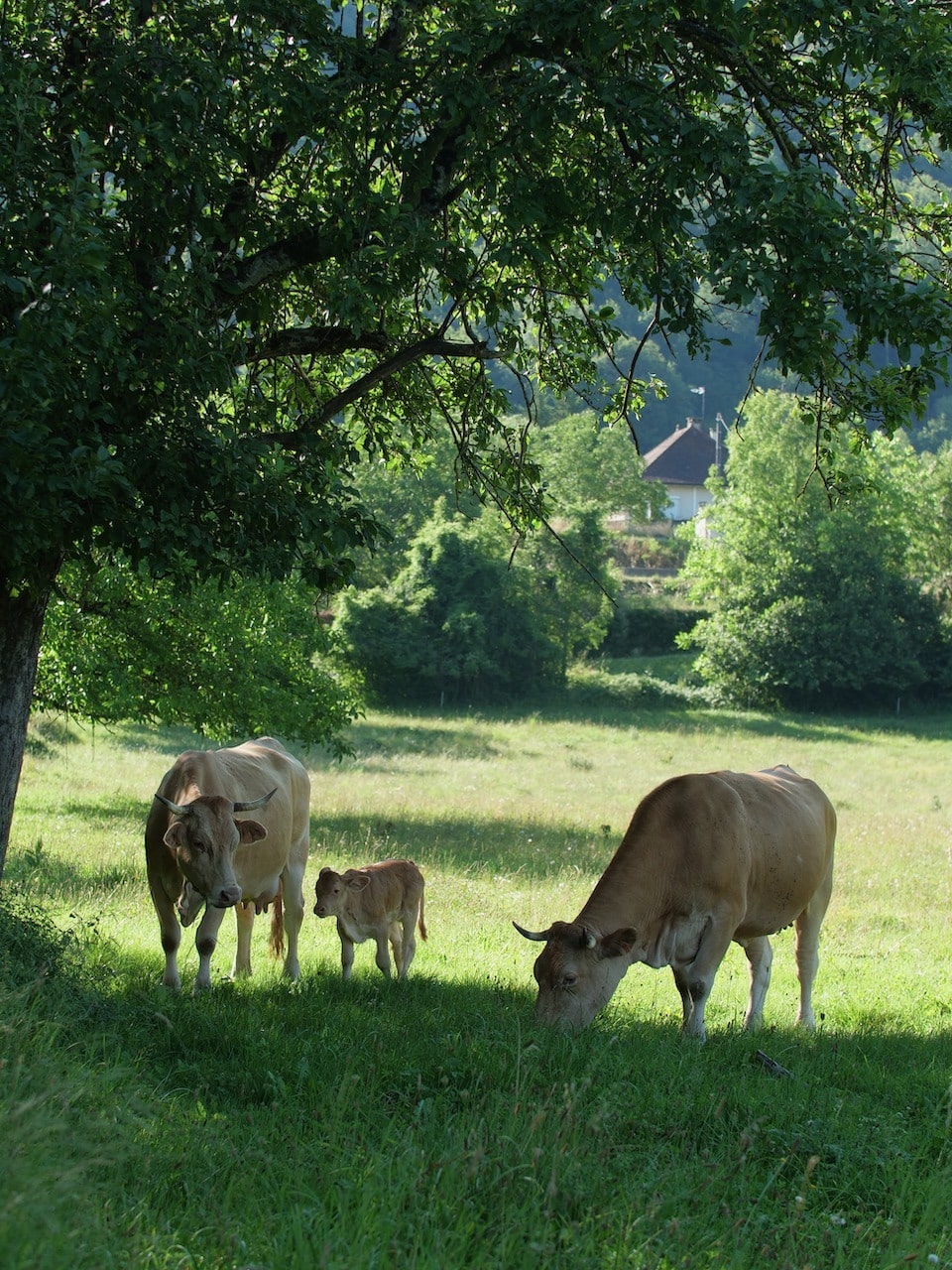 PAiT Grenoble | 🐮 À la découverte de la Ferme des Villardes